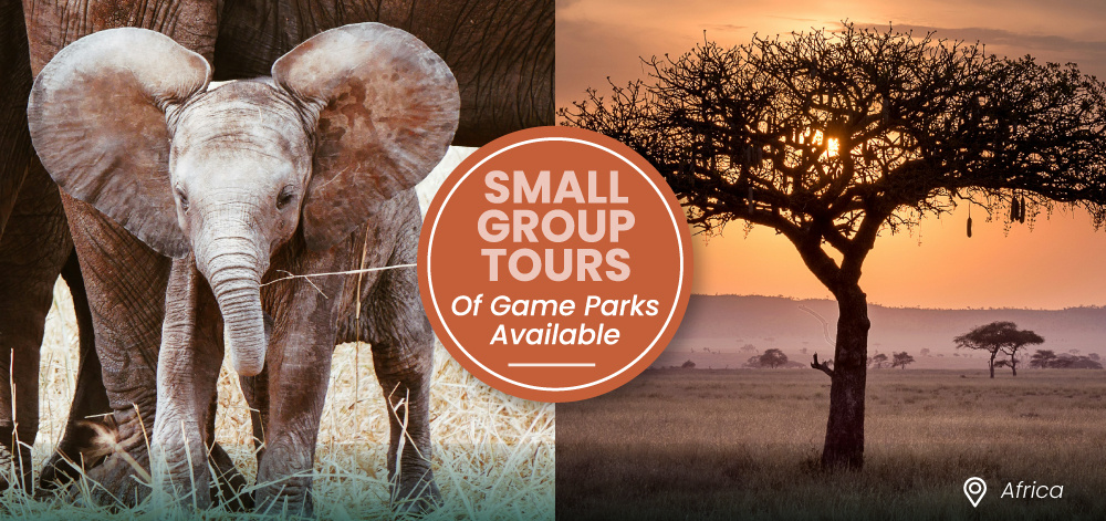African Safari Tours elephant and savannah