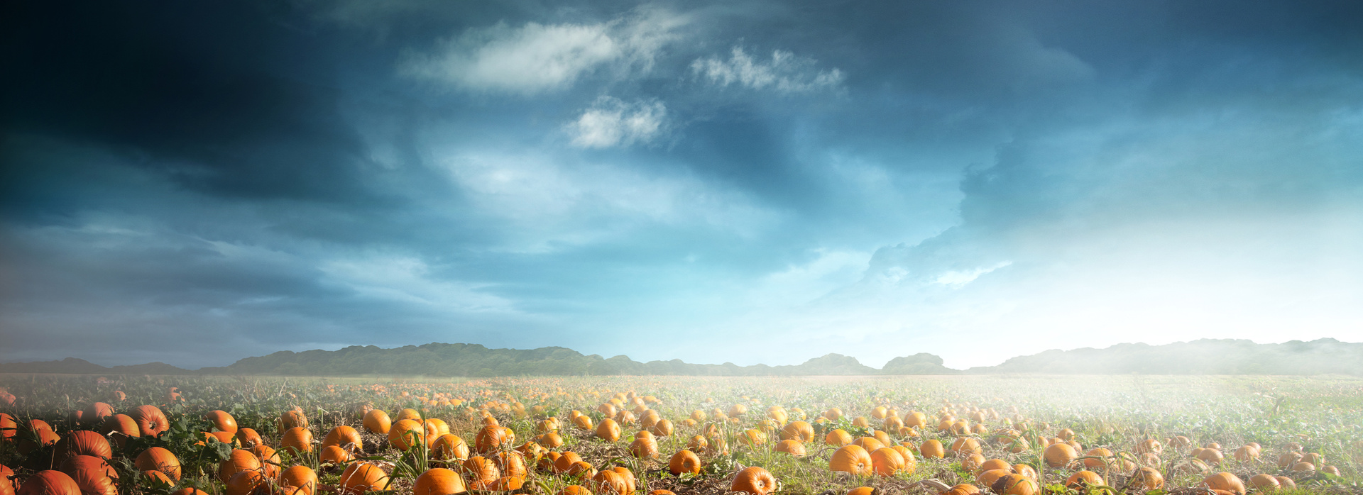 Pumpkin Patch