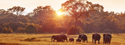 Exploring Landscapes with Wildlife: How to Navigate for Everyone’s Safety