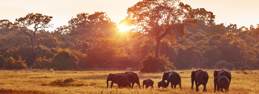Exploring Landscapes with Wildlife: How to Navigate for Everyone’s Safety