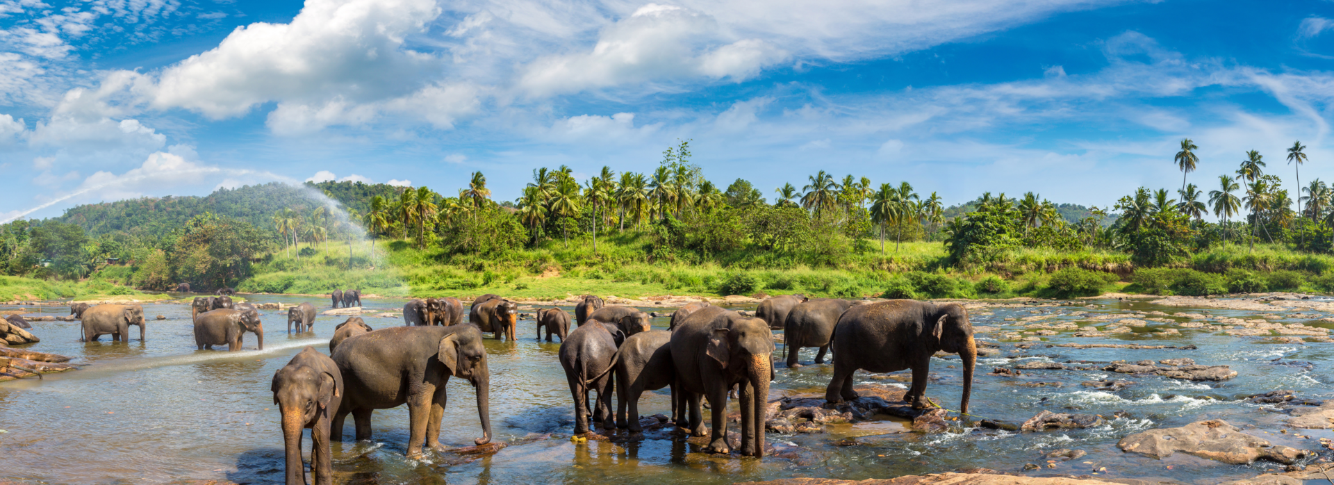 Herd of elephants in Sri Lanka