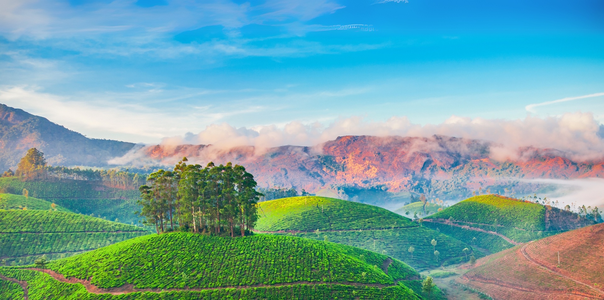 Sri Lankan Discovery