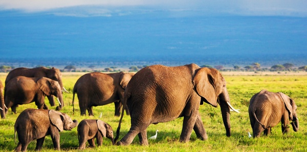 East Africa Elephants