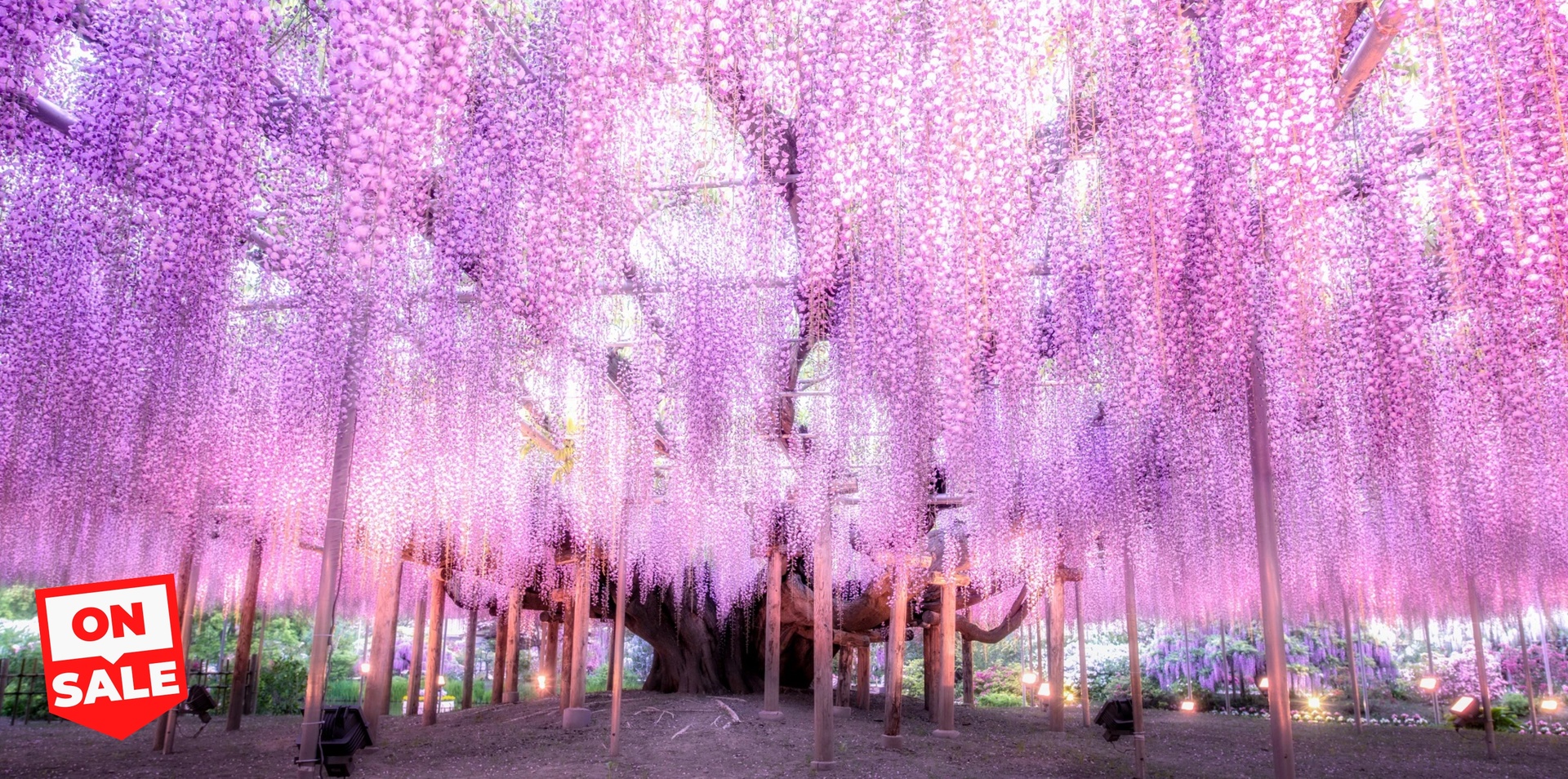 Private Japan with Wisteria Festival