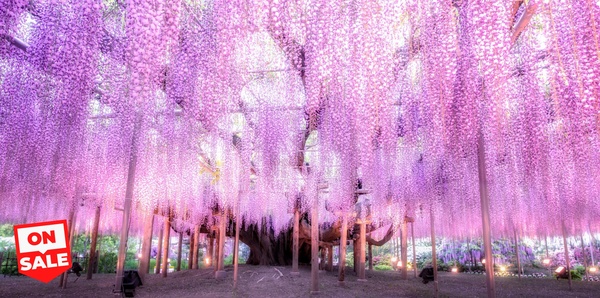 Japan Wisteria