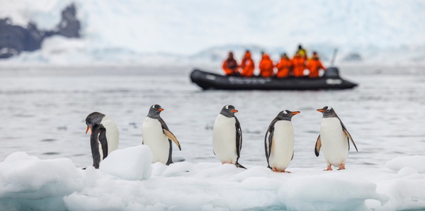 Antarctica Penguins