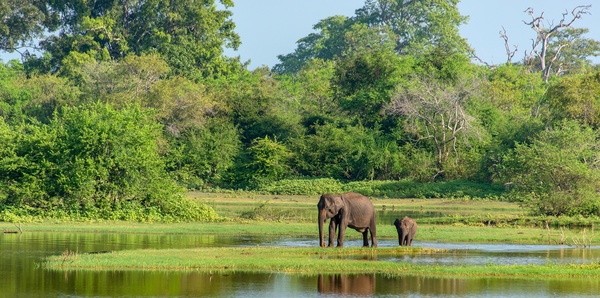 Sri Lanka Elephants